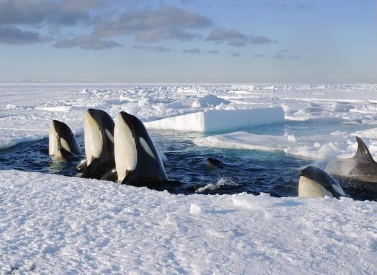 “Frozen Planet” Premiere: 7-Part Series