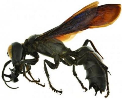 A new species of Giant Wasps Discovered in Indonesia