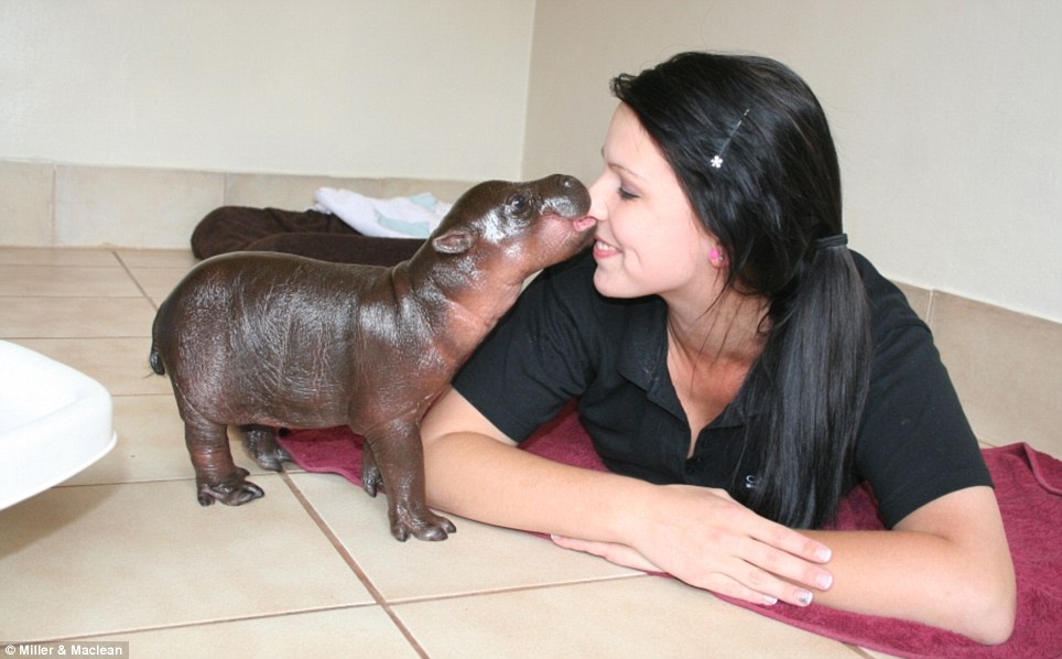 Most Adorable Animal: Harry a baby pygmy hippo (Photo and Video)