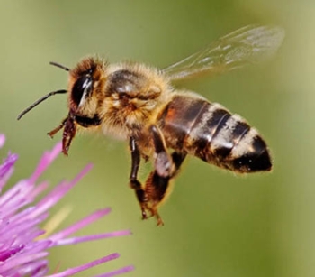 Honeybee Death Linked to Corn Insecticides