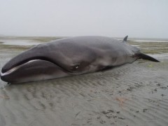 Extinct Whale Found: Pygmy Right Whale DNA Analysis Released (Photo)