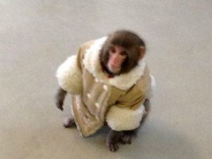 Creature Novelty: Coat-Wearing Monkey Found in Ikea Store (Photos)