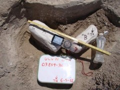 Saber-Toothed Cat Fossil Found in Las Vegas (Photo)