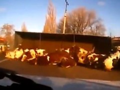 Featured Video: Truck full of cows crashed in Russia