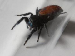 Spidernaut: Space spider dies in D.C.