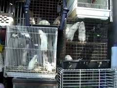 300 Animals in Home: Owners Arrested in Florida [Video]