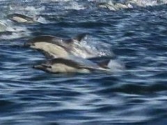 Featured Video: Dolphin Stampede Filmed Near Dana Point