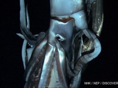 Japan Scientists Filmed a Giant Squid in Pacific Depths [Video]