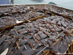 Freshly sliced shark fins found on Hong Kong rooftop [Video]