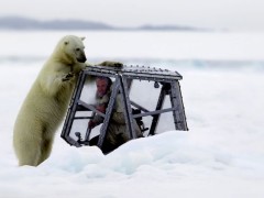 Featured Video: Filmmaker’s Scary and Close Encounter with Hungry Polar Bear
