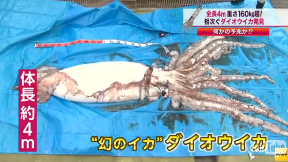 Giant Squid in Japan