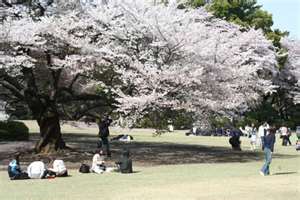 Cherry blossom viewing spots in Tokyo, Japan