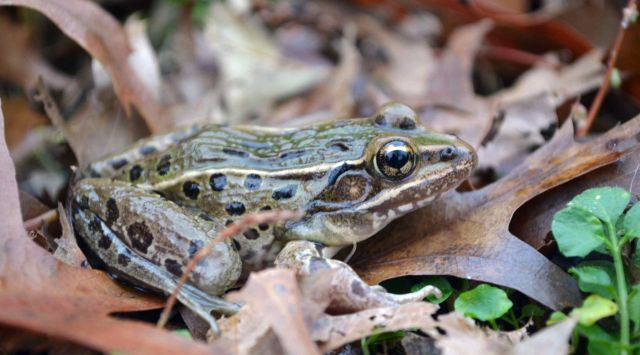 New Frog Species Identified in New York City (Photo)