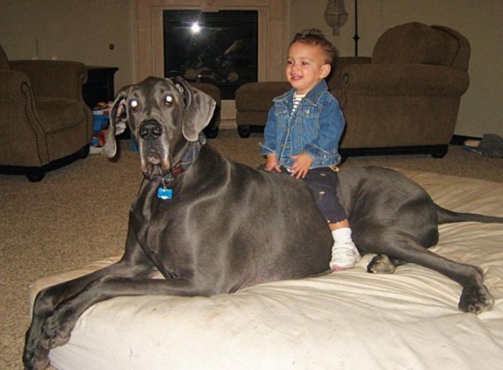 Giant George: World’s Tallest Living Dog & World’s Tallest Dog Ever Recorded (Photos and Video)