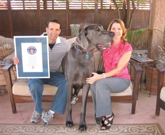 Giant George: Guinness World’s Tallest Living Dog and Tallest Dog Ever Recorded (Photos)