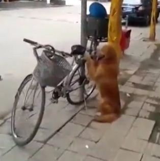 Bike Hugging Dog: Golden Retriever Guarding Owner’s Bike in China (Video)
