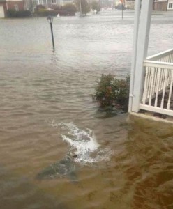 Shark Found In Front Yard As Hurricane Sandy Hammered New Jersey