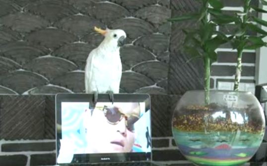 Pet Cockatoo sings Gangnam Style (VIDEO)