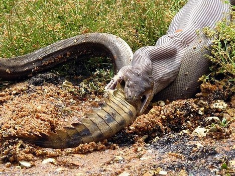 Snake eating croc was captured on camera